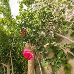 Apartahotel Melagrana 4*
